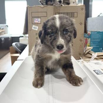 Jiggly Puff -  Australian Shepherd and Catahoula Leopard Dog Dog for Adoption in Livingston, Texas - Jiggly Puff | PetCurious