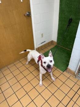 Rio -  American Bulldog and Mixed Breed Dog for Adoption in Gainesville, Florida - Rio | PetCurious