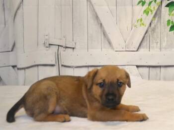 MIKE -  Catahoula Leopard Dog and Mixed Breed Dog for Adoption in Oroville, California - MIKE | PetCurious