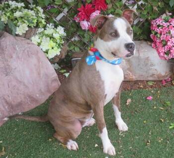 VINNY -  Pit Bull Terrier and Mixed Breed Dog for Adoption in Oklahoma City, Oklahoma - VINNY | PetCurious