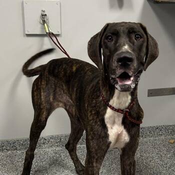 Dewey -  Mixed Breed Dog for Adoption in Greenville, South Carolina - Dewey | PetCurious