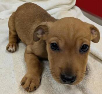 Terrier and Mixed Breed Dogs Available for Adoption - Shanghai | PetCurious