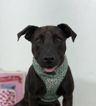 Mike-One of our Amazing Rescue Dogs -  Black Labrador Retriever and Mixed Breed Dog for Adoption in Carlsbad, California - Mike-One Of Our Amazing Rescue Dogs | PetCurious