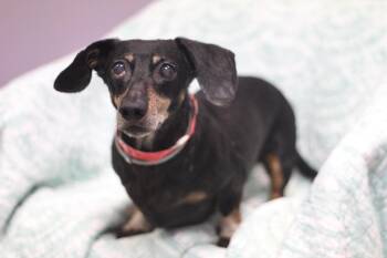 Winner Dog in NH. Come Meet our Adoptable Dogs Wednesday-Saturda -  Dachshund Dog for Adoption in Manchester, New Hampshire - Winner Dog In NH. Come Meet Our Adoptable Dogs Wednesday-Saturda | PetCurious