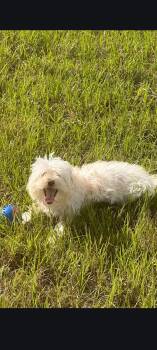 Quincy -  Maltese Dog for Adoption in Sanford, Florida - Quincy | PetCurious