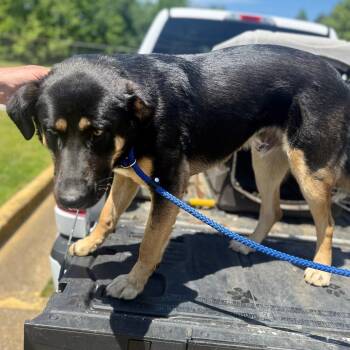 Mixed Breed Dogs Available for Adoption in Corinth, Mississippi - Bear | PetCurious