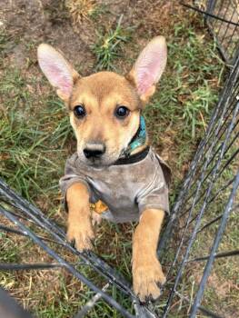 Rescue Hound and Chihuahua Dogs for Adoption in Jay, New York - Amelia Rose | PetCurious