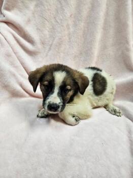 Pink Slush -  Australian Shepherd Dog for Adoption in Mobile, Alabama - Pink Slush | PetCurious