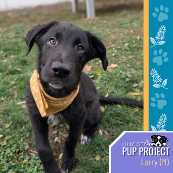 Rescue Anatolian Shepherd Dogs for Adoption in Spokane, Washington - Larry | PetCurious