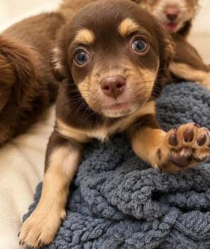 Waffles -  Mixed Breed Dog for Adoption in Monticello, Minnesota - Waffles | PetCurious