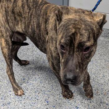 Seal -  Mixed Breed Dog for Adoption in Greenville, South Carolina - Seal | PetCurious