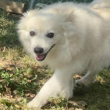Finley -  American Eskimo Dog Dog for Adoption in Erie, Pennsylvania - Finley | PetCurious