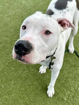 Onyx -  Mixed Breed Dog for Adoption in Wichita, Kansas - Onyx | PetCurious