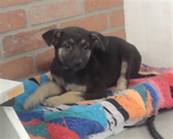 German Shepherd Dog and Mixed Breed Dogs Available for Adoption in Houston, Texas - A2072381 | PetCurious
