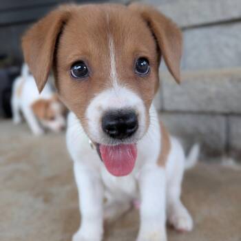Toby -  Jack Russell Terrier Dog for Adoption in Spring Hill, Tennessee - Toby | PetCurious