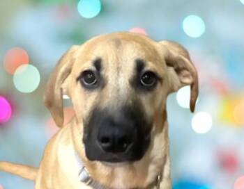 Rescue Great Pyrenees and Shepherd Dogs for Adoption in Schaumburg, Illinois - Wyatt | PetCurious