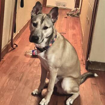 Jasper -  Husky and Pit Bull Terrier Dog for Adoption in Waynesville, North Carolina - Jasper | PetCurious
