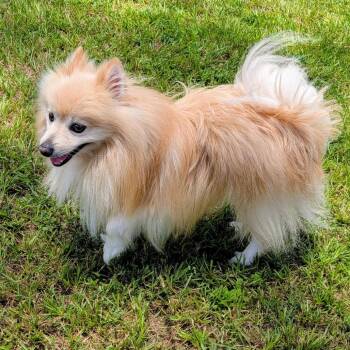 Chief Blaze -  Pomeranian Dog for Adoption in Houston, Texas - Chief Blaze | PetCurious