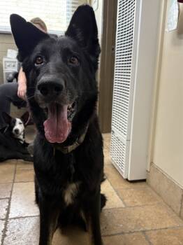 Rescue German Shepherd Dog Dogs for Adoption in Camarillo, California - WINSTON | PetCurious