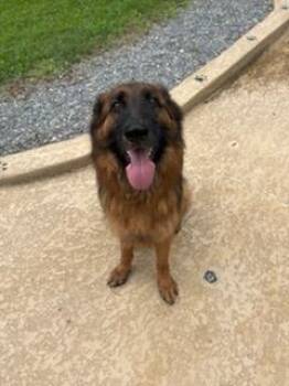 German Shepherd Dog Dogs Available for Adoption in Greeneville, Tennessee - Zena | PetCurious