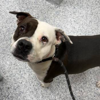 Fiona -  English Bulldog Dog for Adoption in Chicago, Illinois - Fiona | PetCurious
