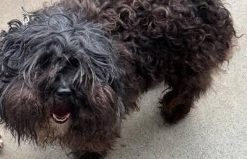 Canyon -ADOPTED -  Mixed Breed Dog for Adoption in Chamblee, Georgia - Canyon -ADOPTED | PetCurious