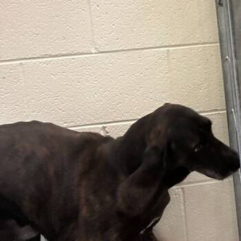 Rescue Mixed Breed Dogs for Adoption in Asheville, North Carolina - Ares | PetCurious