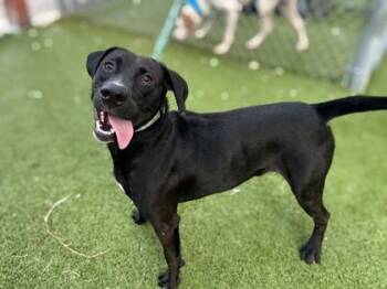 Jorts -  Retriever and Mixed Breed Dog for Adoption in Gainesville, Florida - Jorts | PetCurious