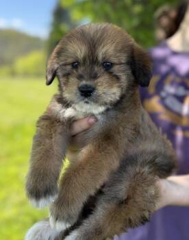 Goldendoodle Dogs Available for Adoption in Iron Ridge, Wisconsin - Rider | PetCurious