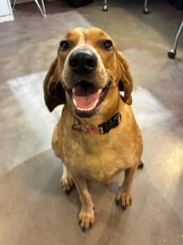 Missy -  Coonhound and Mixed Breed Dog for Adoption in New Orleans, Louisiana - Missy | PetCurious