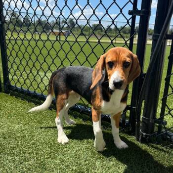 BJF6 1780 aka Mr. Dad -  Beagle Dog for Adoption in Loxahatchee Groves, Florida - BJF6 1780 Aka Mr. Dad | PetCurious