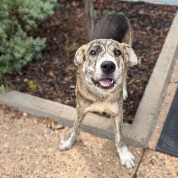 DELL 26-06-067 -  Shepherd and Mixed Breed Dog for Adoption in Bastrop, Texas - DELL 26-06-067 | PetCurious