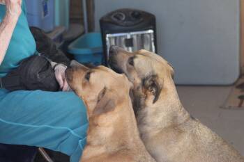 Rescue Pit Bull Terrier Dogs for Adoption in Post, Texas - Tippy & Piper (Bonded Pair) | PetCurious