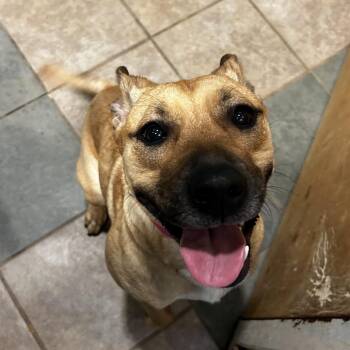 Loki -  Mixed Breed Dog for Adoption in Chattanooga, Tennessee - Loki | PetCurious
