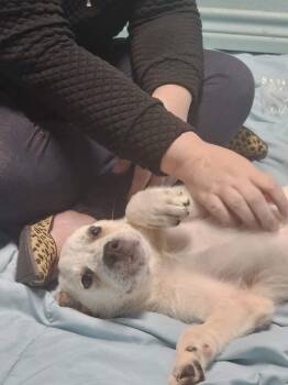 Anatolian Shepherd and Mixed Breed Dogs Available for Adoption in Hearne, Texas - Wolfgang | PetCurious