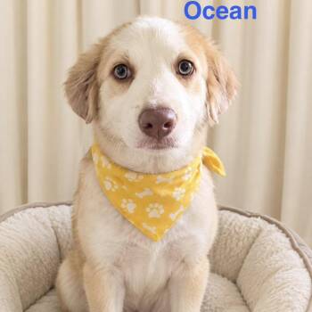 Puddle -  Australian Shepherd and Mixed Breed Dog for Adoption in Rockville, Maryland - Puddle | PetCurious