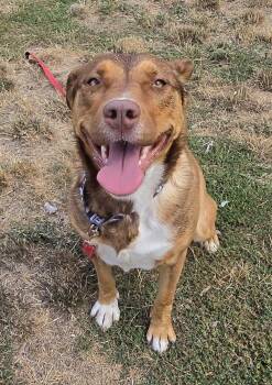 Nova -  Australian Cattle Dog Blue Heeler and Siberian Husky Dog for Adoption in Salem, Oregon - Nova | PetCurious
