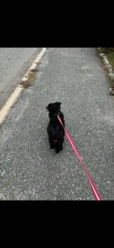 Spunky Silas * * Foster Needed in Mass Shelter* * -  Pomeranian and Chihuahua Dog for Adoption in Randolph, Massachusetts - Spunky Silas * * Foster Needed In Mass Shelter* * | PetCurious