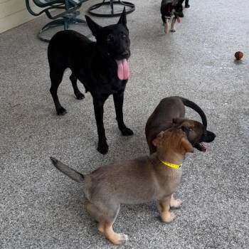 RUE -  Shepherd Dog for Adoption in West Palm Beach, Florida - RUE | PetCurious
