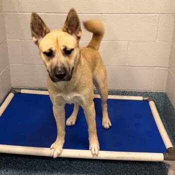 Klous -  German Shepherd Dog Dog for Adoption in Greensboro, North Carolina - Klous | PetCurious