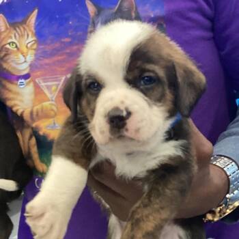 Chocolate Labrador Retriever Dogs Available for Adoption in Montgomery, Alabama - Ream | PetCurious