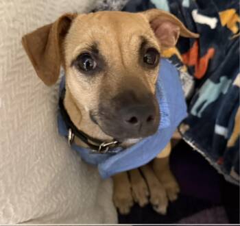 Chiweenie Dogs Available for Adoption in Harrison, New York - Daisy | PetCurious