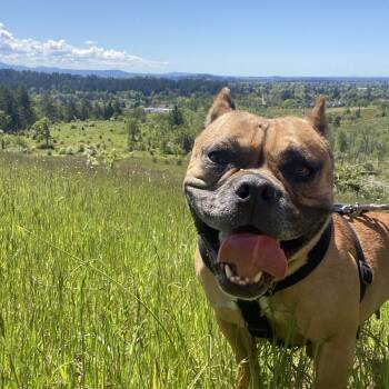 Rescue Boxer and English Bulldog Dogs for Adoption in Corvallis, Oregon - Ellie | PetCurious