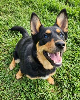 Shepherd Dogs Available for Adoption in St. George, Utah - Dixie | PetCurious