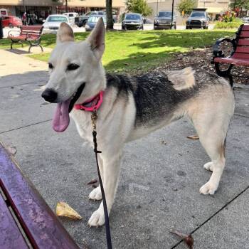 Rescue Shepherd and Mixed Breed Dogs for Adoption in Cumming, Georgia - Juno 21512 | PetCurious