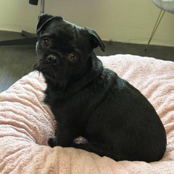 Wilson -  Pug and Mixed Breed Dog for Adoption in Goleta, California - Wilson | PetCurious