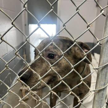 Catahoula Leopard Dog Dogs Available for Adoption in Columbus, North Carolina - Loki | PetCurious