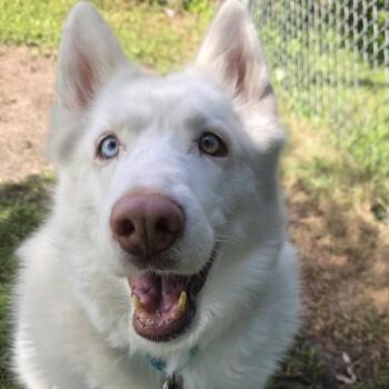 Sophie -  Mixed Breed Dog for Adoption in Oshkosh, Wisconsin - Sophie | PetCurious