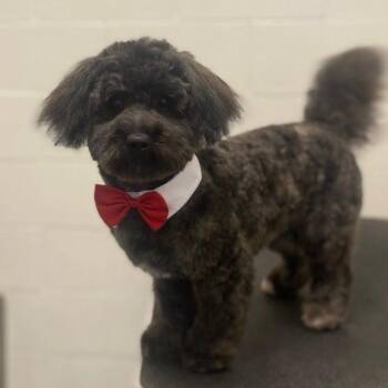 Mixed Breed and Poodle Dogs Available for Adoption in Matteson, Illinois - Snoop Dog | PetCurious