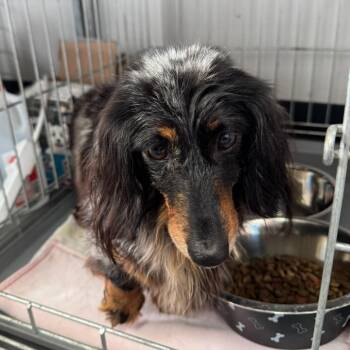 Dachshund Dogs Available for Adoption in Normal, Illinois - Lady Bell | PetCurious